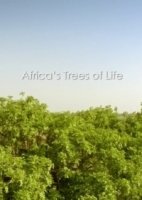 Древо жизни/Africas Trees of Life 1 сезон