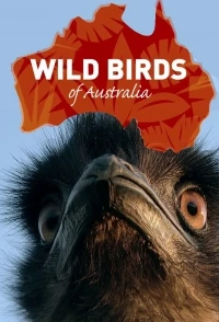 Дикие птицы Австралии/Wild Birds of Australia